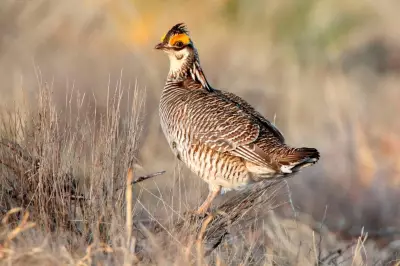 Trump Administration Removes Federal Protections for Dancing Prairie Bird