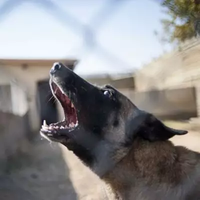 UK's Most Dangerous Dog Breeds Ranked: XL Bully Absent from Top 10 List