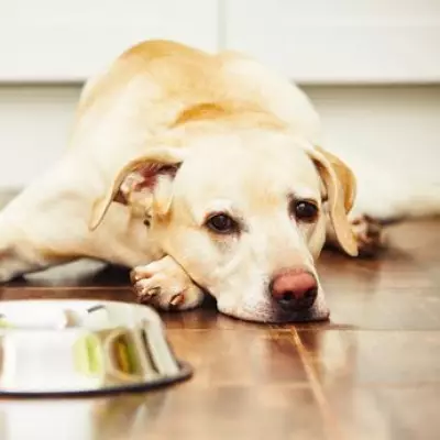 Vet Issues Warning: One Common Dog Food He Would Never Feed His Pet