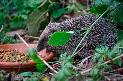Wildlife Experts Urge Public to Keep Distance as Hedgehogs Emerge from Hibernation