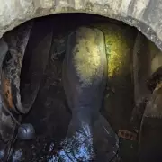 400-Pound Manatee Rescued from Florida Storm Drain, Rehabilitated at SeaWorld