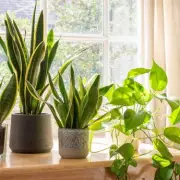 7 Houseplants That Absorb Moisture to Prevent Mould Growth in Your Home