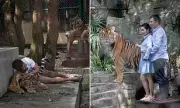 72 Tigers Die in Thai Tourist Park Outbreak, Canine Distemper Virus Detected