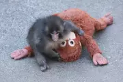 Abandoned Baby Monkey Punch Finds Acceptance After Viral Plush Toy Comfort