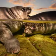 Adorable Elephant Seal Pups Win Underwater Photographer of the Year Award