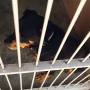 Adorable Rottweiler-German Shepherd Puppy Goes Viral After Shelter Surprise