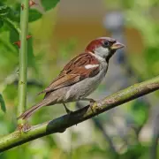 Alan Titchmarsh Recommends Beautyberry Shrub to Attract Robins and Sparrows