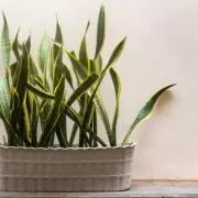 Alan Titchmarsh's Top 7 Houseplants Revealed, Including One That's 'Impossible to Kill'