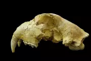Ancient Japanese 'Tigers' Were Actually Extinct Cave Lions, DNA Study Finds