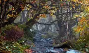 Ancient Woodlands: Britain's Living History Faces Modern Threats