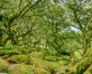 Ancient Woodlands: The Secret History of Britain's Forests and Their People
