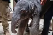 Asian Elephant Calf Born at Smithsonian's National Zoo in Washington DC