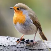 Attract Robins to Your Garden with One Simple February Item