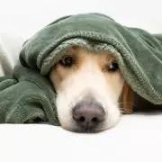 Aurora Borealis Illuminates Heartbreaking Farewell to Beloved Dog