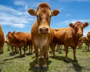 Australia-EU Free Trade Deal Negotiations Stumble Over Parmesan and Prosecco