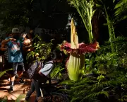 Australia's Corpse Flowers: Patricia, Stinkerella, and Smellanie Bloom