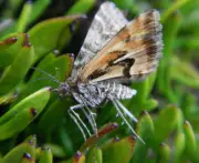 Avatar Moth Named After Film Wins New Zealand's Bug of the Year 2026