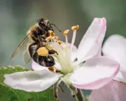 Belgian Beekeepers Rediscover Rare Dark Bee Species in Honeybee Hives