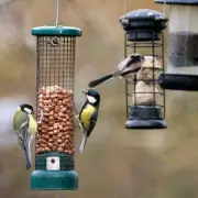 Bird Feeder Warning: UK Homeowners Urged to Move Feeders Away from Properties
