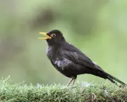 Birdsong Boosts Wellbeing: The Science Behind Nature's Soundtrack