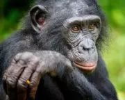 Bonobos Exhibit Complex Make-Believe Play in Groundbreaking Animal Behaviour Study