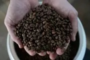 Brazil's Coffee Harvest Hits Record High But Prices Remain Elevated