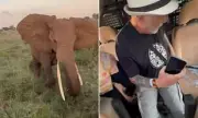 British Tourists' Safari Horror as Elephant Charges Truck in Tanzania