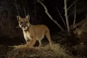 California Mountain Lions Granted Endangered Species Act Protection
