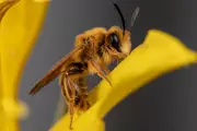 California Photographer Documents Hundreds of Threatened Native Bee Species