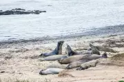 California's Año Nuevo State Park Seals Tours Halted After Mysterious Deaths