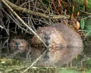 Cambridge Study Ranks Beavers Above Humans in Monogamy League Table