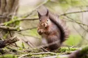 Campaign Launches for Red Squirrel Emoji to Save Endangered UK Species