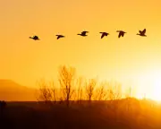 Canada Geese Provide Majestic Escort for a Beloved Dog's Final Journey