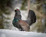 Capercaillie Bird Shows Signs of Recovery in Scottish Highlands
