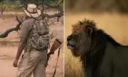 Cecil the Lion's Legacy: Alpha Majesty Versus Trophy Hunter's Cruelty