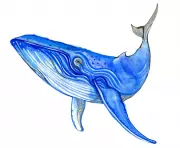 Children's Quiz: Are Blue Whales Blue? Test Your Knowledge