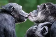 Chimpanzees Fail Breathalyser Tests Due to Alcoholic Fruit Consumption
