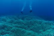 Citizen Scientists Uncover Giant Coral in Great Barrier Reef Census