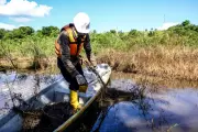 Colombian Wetlands Crisis: Oil Spills and Armed Gangs Threaten Endangered Species
