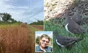 Council Accused of Destroying Vulnerable Bird Habitat with Weed Killer