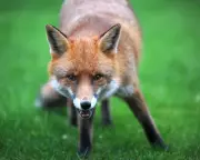 Country Diary: Was This the Fox's Version of a Come-Hither Smile?