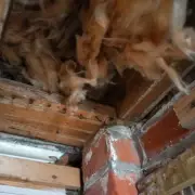 Couple's Wall Scratching Mystery Solved: Raccoon Found Living Inside