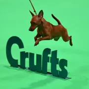 Crufts 2026 Preview: The World's Greatest Dog Show Returns Bigger Than Ever