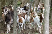 Dallas Deploys 260 Eco-Friendly Goats to Combat Invasive Plant Invasion