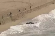 Dead 11-Ton Humpback Whale Washes Ashore in California, Officials Warn Public