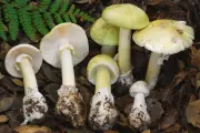 Death Cap Mushroom Outbreak Claims Four Lives in California Following Heavy Rains