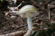 Death Cap Mushroom Outbreak Claims Four Lives in California