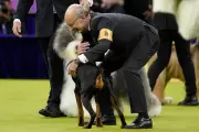 Doberman Pinscher Penny Claims Best in Show at Historic 150th Westminster Dog Show