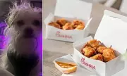 Dog's Chick-fil-A Nugget Addiction Sparks Owner's Regret and Vet Warnings