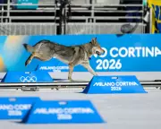 Dog's Olympic Dash: Nazgul's Unauthorised Cross-Country Sprint at Winter Games